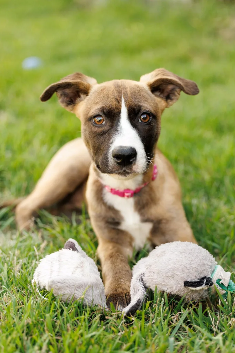 A baby medium-sized female Shepherd dog named Mindy for adoption in McKinney, TX