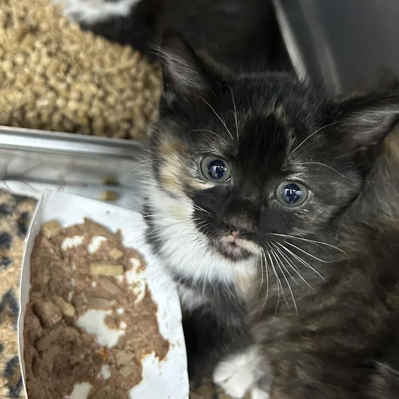 A baby small-sized female Calico Domestic Short Hair cat named Top for adoption in Yanceyville, NC
