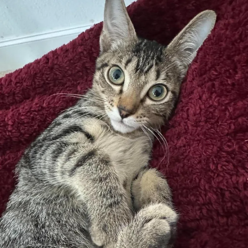 A baby small-sized male Brown / Chocolate Domestic Short Hair cat named Tomas Houston for adoption in Denver, CO