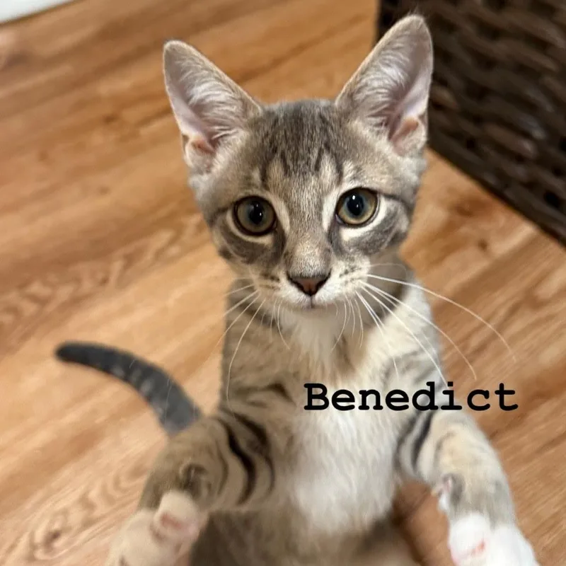A baby medium-sized male White Domestic Short Hair cat named Benedict for adoption in Murfreesboro, TN