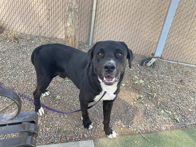 An adult large-sized male Boerboel dog named Gatsby for adoption in Phoenix, AZ