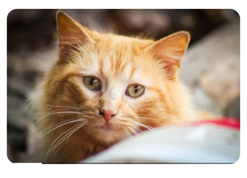 An adult medium-sized female Domestic Medium Hair cat named Mango for adoption in Cromwell, KY