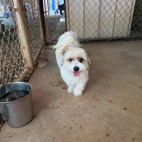 Bandit