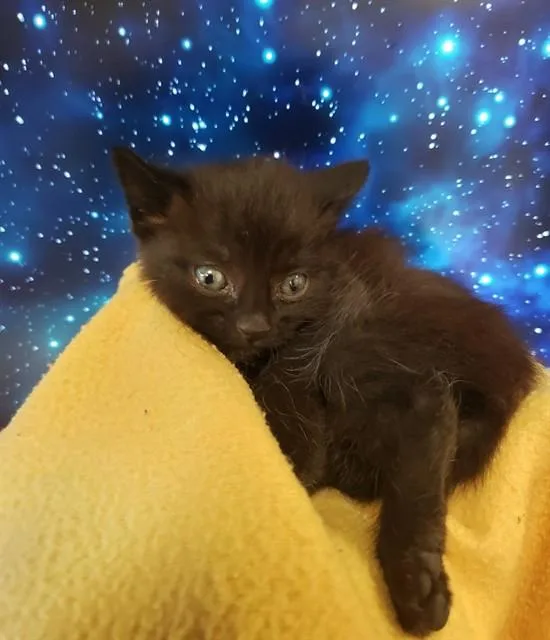 A baby small-sized male Domestic Short Hair cat named Hummer for adoption in Tucson, AZ