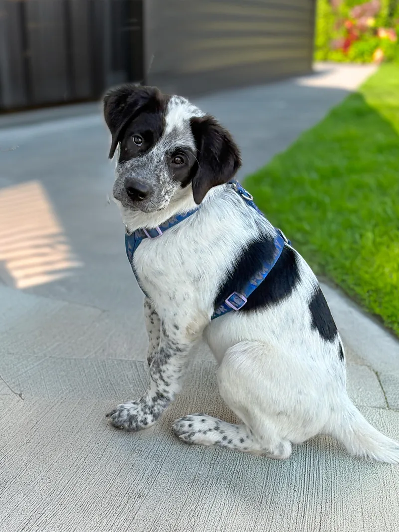 A young medium-sized male Black Australian Cattle Dog / Blue Heeler dog named Meet Panda Part dog for adoption in Houston, TX