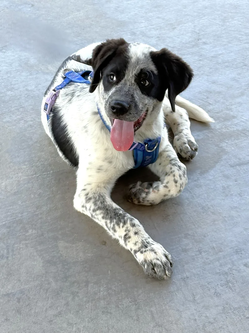 Meet Panda Part dog thumbnail 3