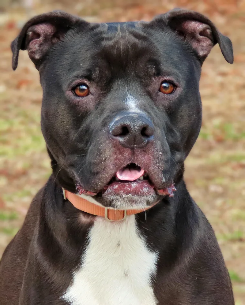 An adult medium-sized male Black Pit Bull Terrier dog named Hudson for adoption in Amityville, NY