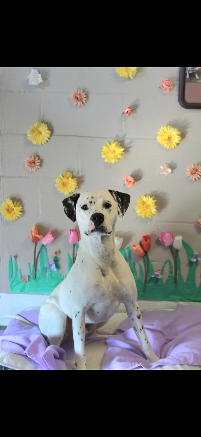 An adult large-sized male White / Cream Dalmatian dog named Gonzo for adoption in Berea, KY