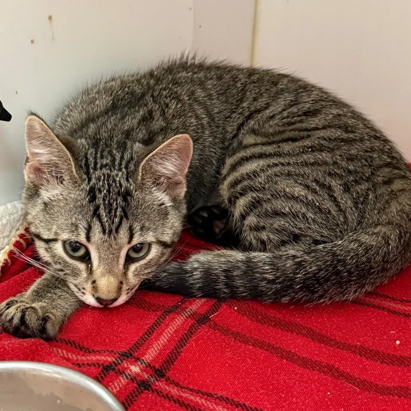 A baby small-sized female Brown / Chocolate Domestic Short Hair cat named Eevee for adoption in Kanab, UT