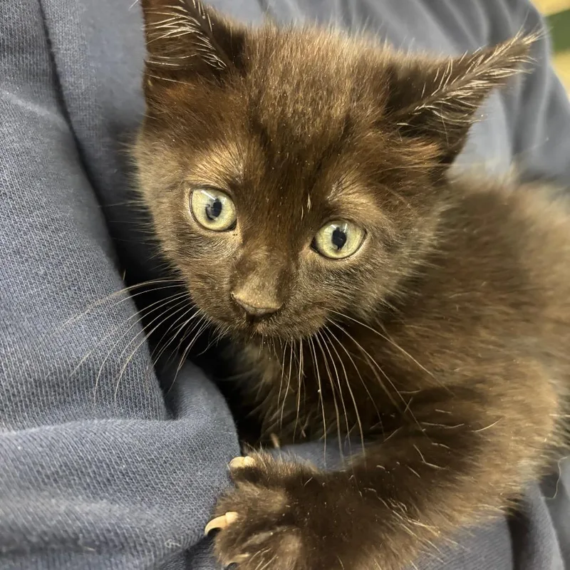 A baby small-sized male Black Domestic Short Hair cat named Batcat for adoption in Lake Jackson, TX