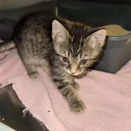 A young small-sized male Domestic Short Hair cat named Apollo for adoption in Dallas, TX