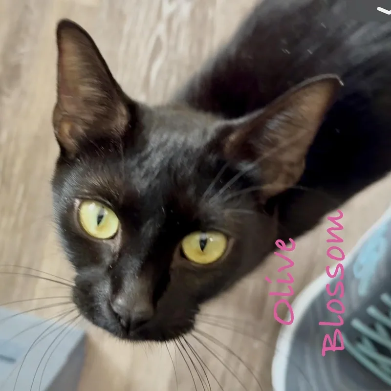 An adult medium-sized female Black Domestic Short Hair cat named Olive Blossom for adoption in Portland, OR