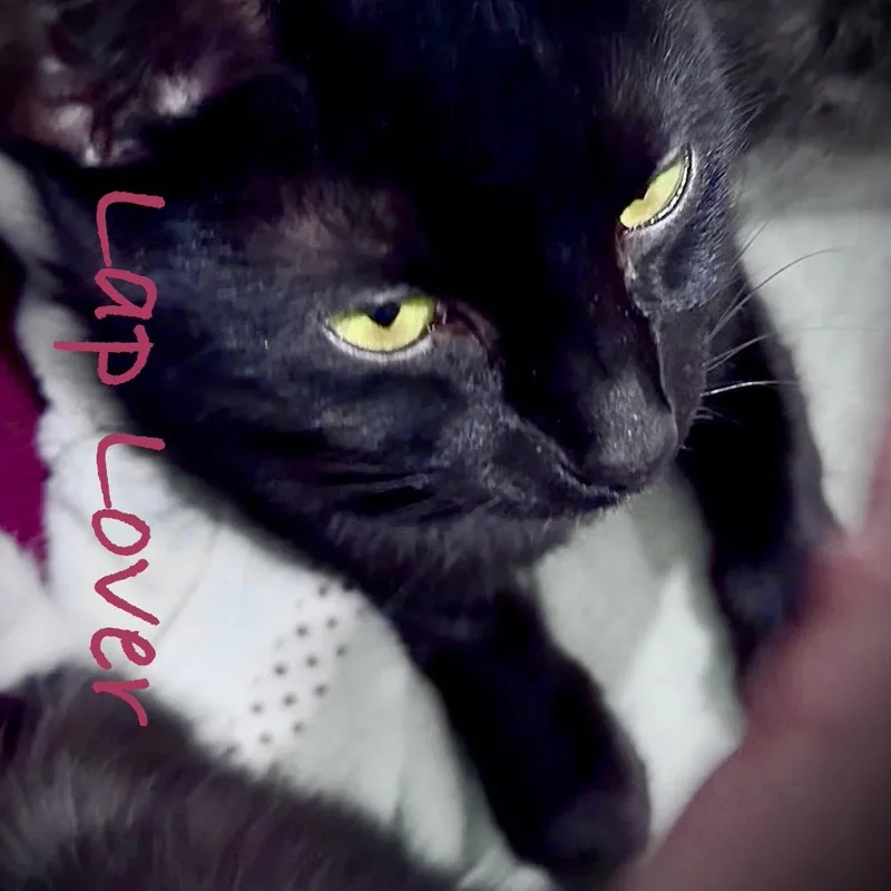 Olive Blossom thumbnail 2
