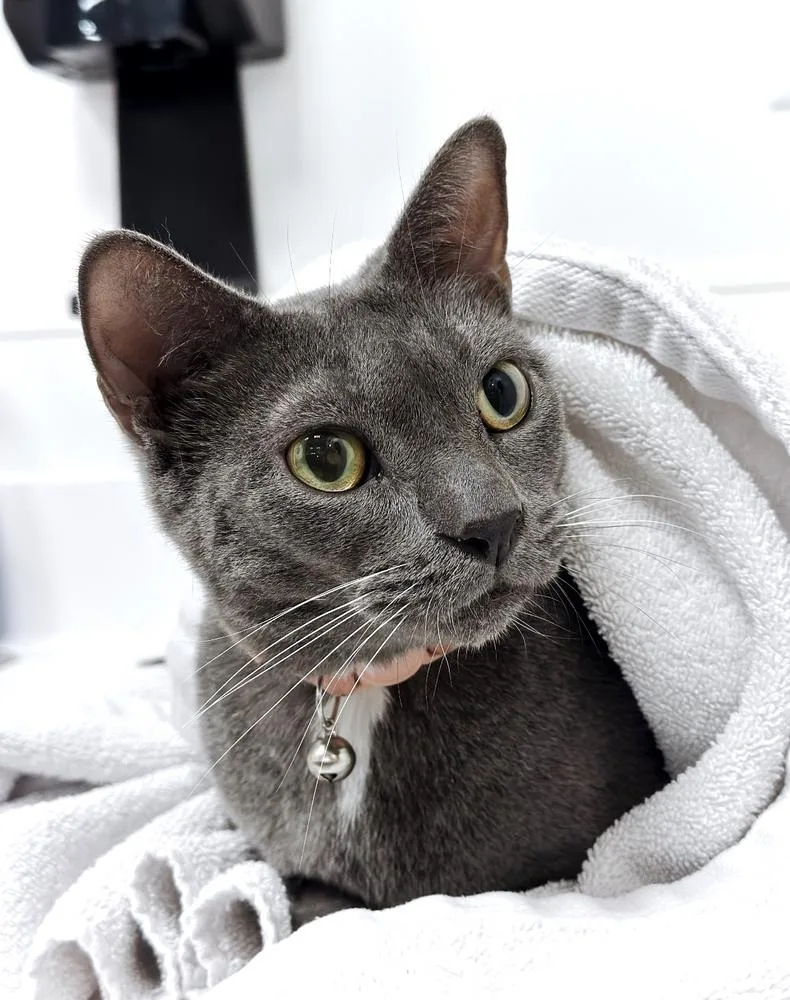 An adult medium-sized female Russian Blue cat named Helen for adoption in Deland, FL