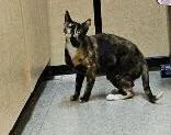 An adult small-sized female Calico cat named Blendy for adoption in Tulsa, OK