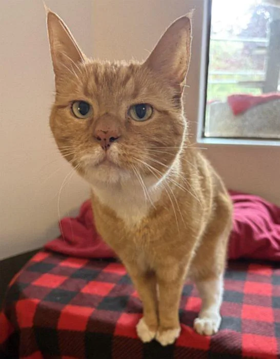 A senior medium-sized female Domestic Short Hair cat named Spice for adoption in Sequim, WA