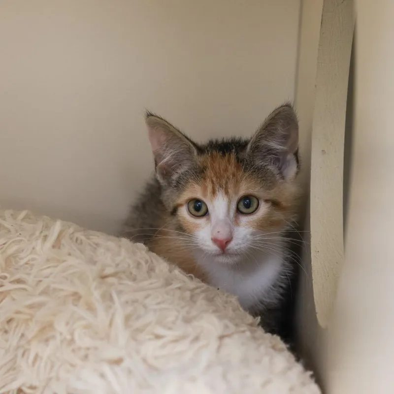 A baby small-sized female Calico Domestic Short Hair cat named Rosalie for adoption in Los Angeles, CA