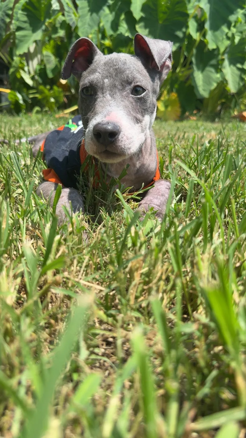 A baby medium-sized male Gray / Blue / Silver Pit Bull Terrier dog named Captain for adoption in Covington, TN