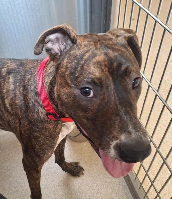A young large-sized female American Staffordshire Terrier dog named Mana for adoption in Dublin, CA