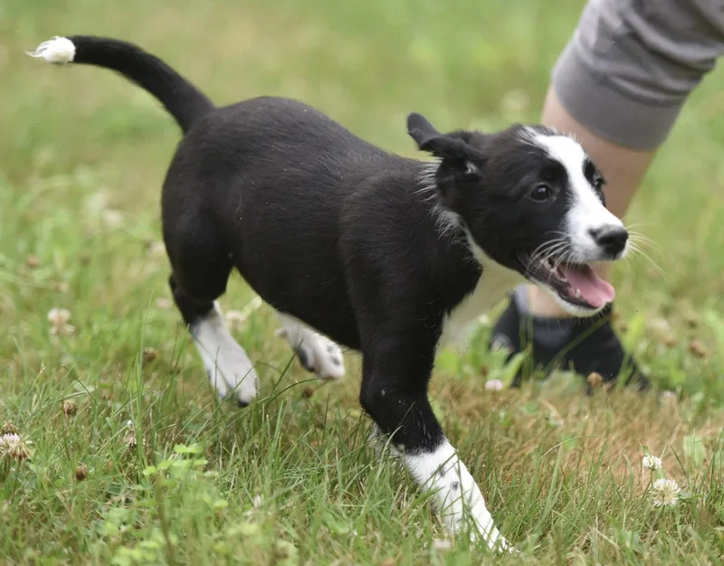 A baby medium-sized female Border Collie dog named Coconut for adoption in Mechanicsburg, PA