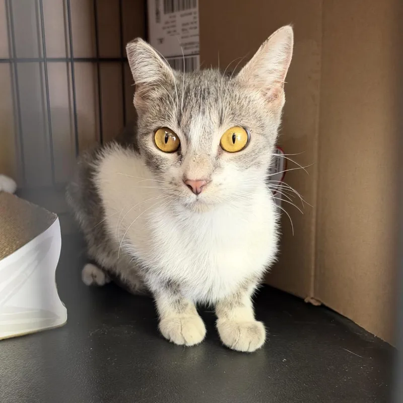 A young small-sized female Gray / Blue / Silver Domestic Short Hair cat named Piper for adoption in Long Beach, CA