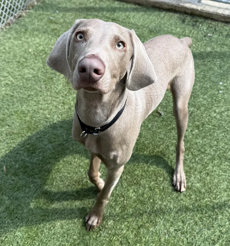 A young large-sized male Gray / Blue / Silver Weimaraner dog named Jax for adoption in Sudbury, MA
