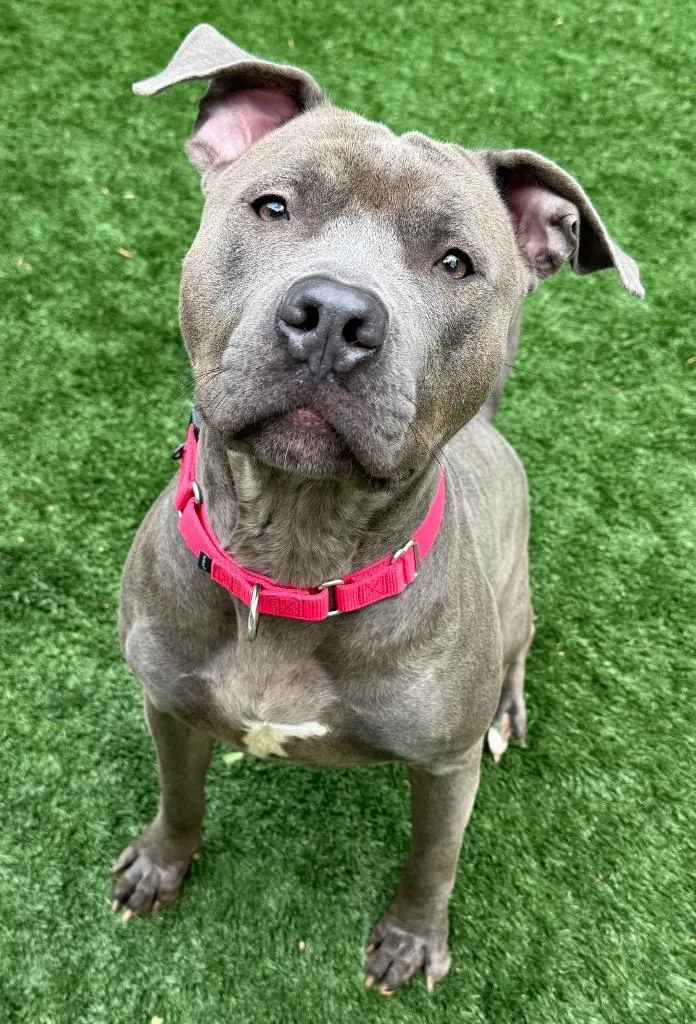 A young large-sized male Pit Bull Terrier dog named Torque for adoption in Ferndale, NY