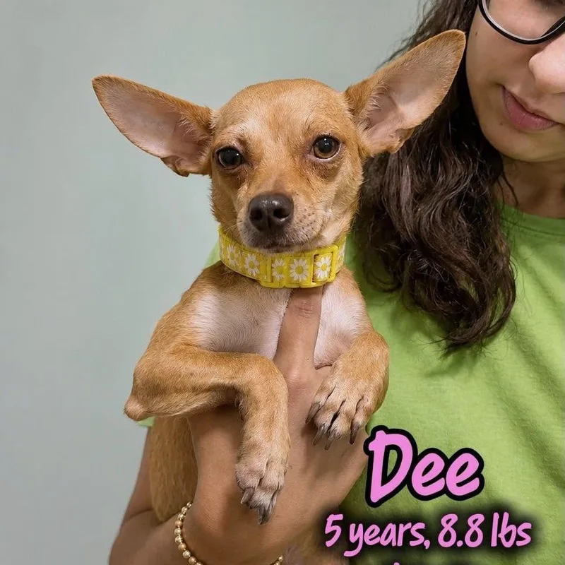 An adult small-sized female Yellow / Tan / Blond / Fawn Chihuahua dog named Dee for adoption in Tampa, FL