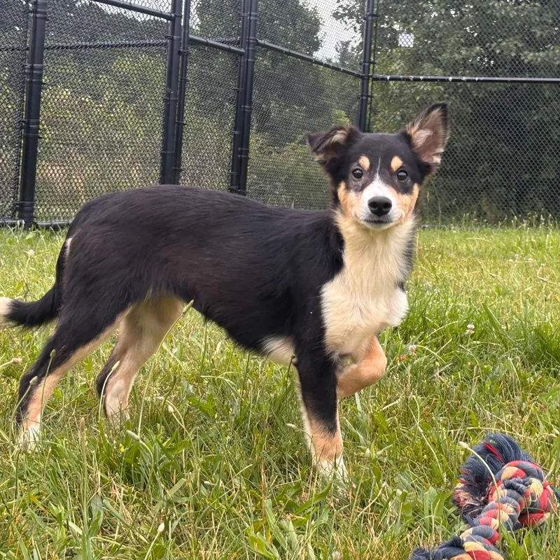 A baby small-sized female Black Collie dog named Grand Slam for adoption in York, PA