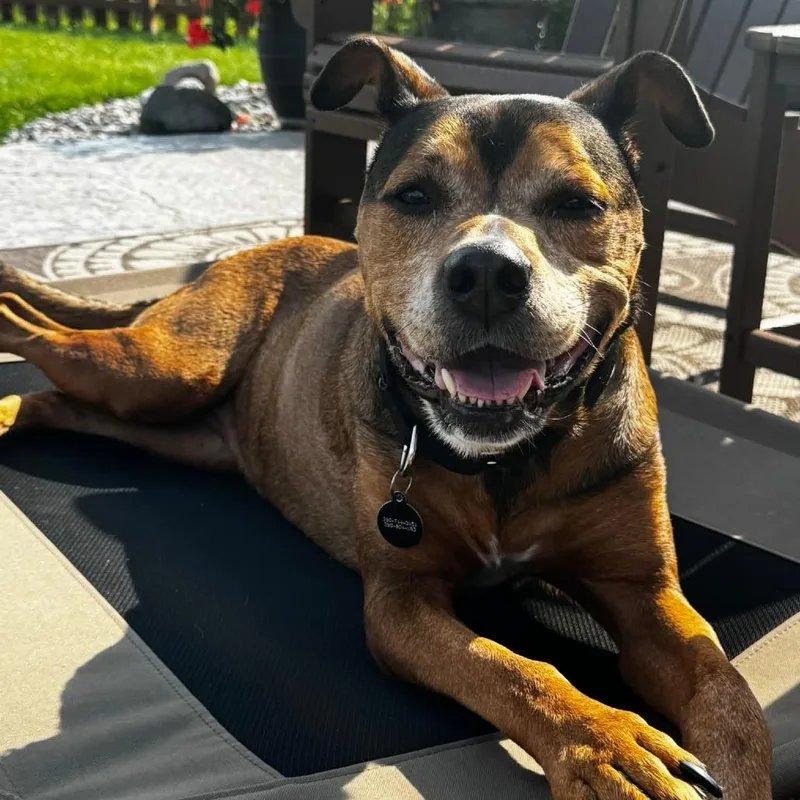 A senior medium-sized female Brown / Chocolate American Staffordshire Terrier dog named Hoolah for adoption in Fort Wayne, IN