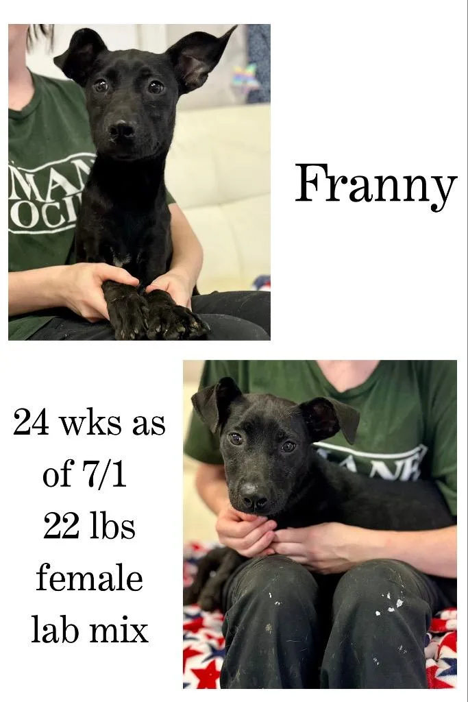 Franny thumbnail 5