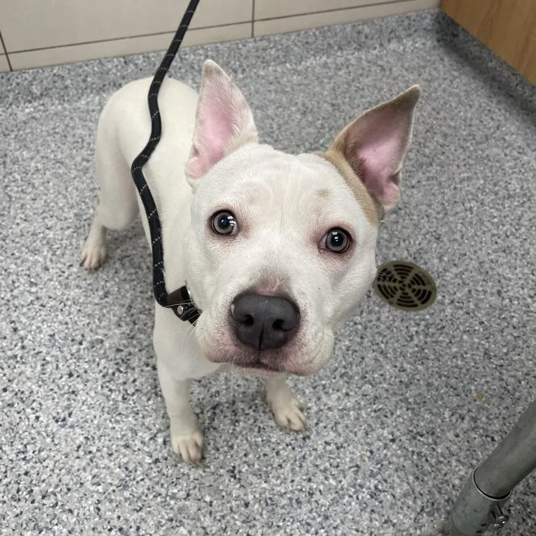 Nala Faye
