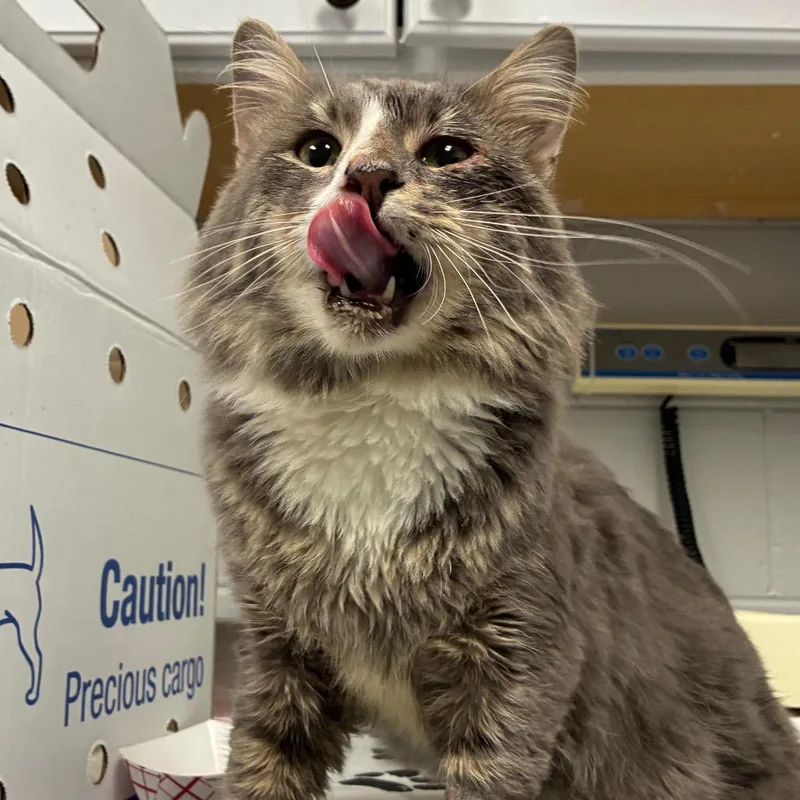 An adult medium-sized male Gray / Blue / Silver Domestic Medium Hair cat named Empanada for adoption in Greenville, SC