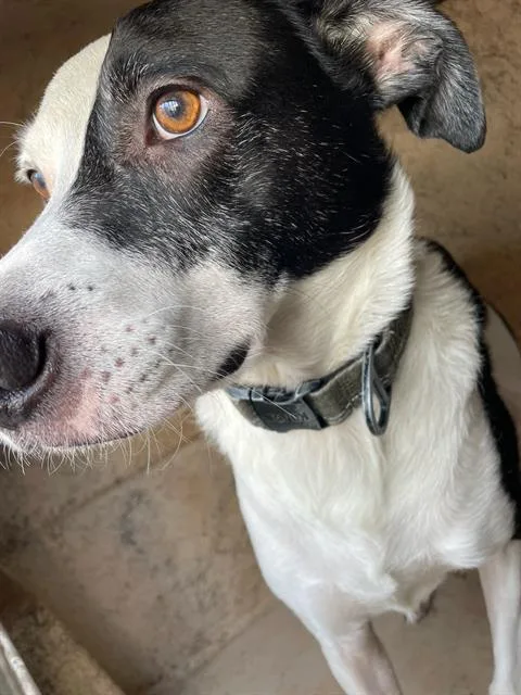 An adult medium-sized male Border Collie dog named Patches for adoption in Oklahoma City, OK
