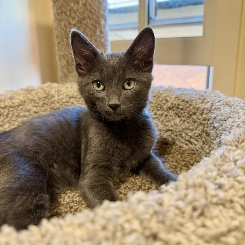A baby small-sized male Gray / Blue / Silver Domestic Short Hair cat named Pebble for adoption in Agoura Hills, CA