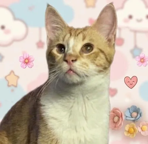 A young medium-sized male Tabby (Orange / Red) Tabby cat named Sunnyq for adoption in North Highlands, CA