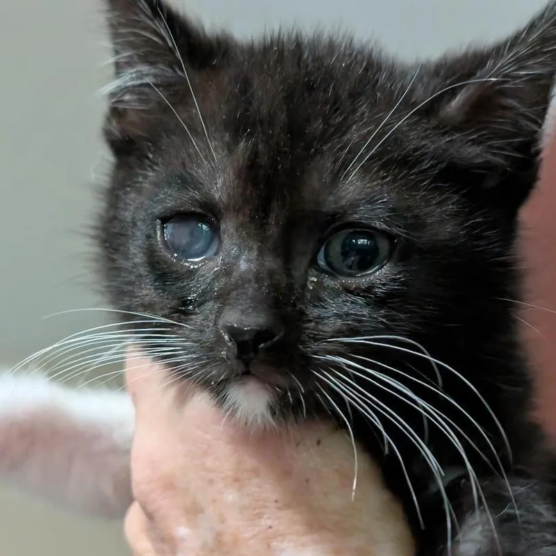 A baby small-sized female Black Domestic Medium Hair cat named Nainika for adoption in North Myrtle Beach, SC
