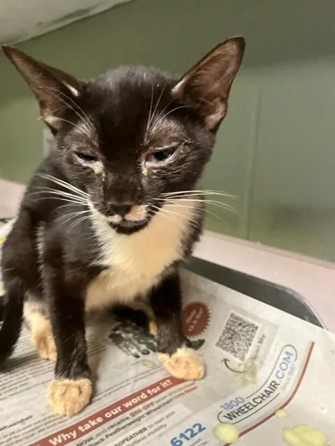 A young small-sized female Domestic Short Hair cat named Beetle for adoption in Jacksonville, FL