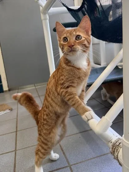 A baby small-sized female Domestic Short Hair cat named Papaya for adoption in Honolulu, HI