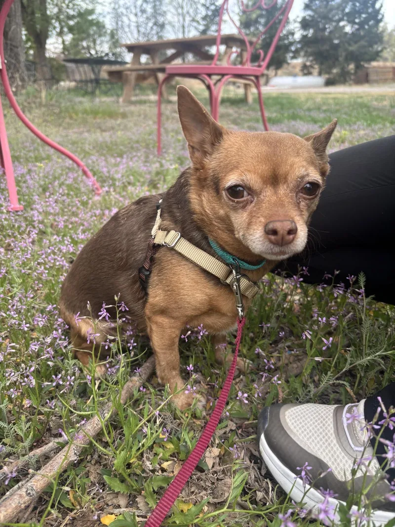 An adult small-sized female Bicolor Chihuahua dog named Hazelnut for adoption in Pueblo, CO