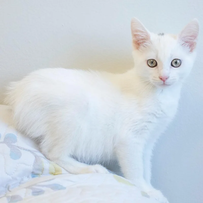 A baby small-sized female White Domestic Short Hair cat named Manon for adoption in Cartersville, GA
