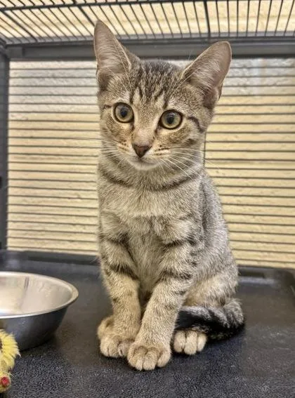 A young small-sized female Domestic Short Hair cat named Chip for adoption in Vero Beach, FL