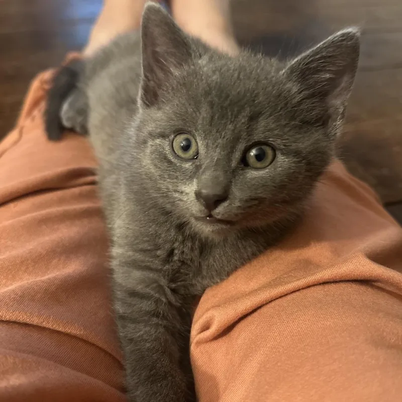A baby small-sized male Gray / Blue / Silver Domestic Short Hair cat named Gibbs for adoption in Potomac, MD