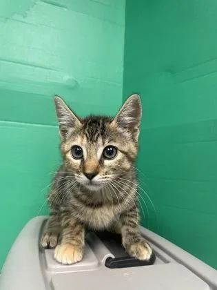 A baby small-sized female Domestic Short Hair cat named Rossalyn for adoption in Houston, TX