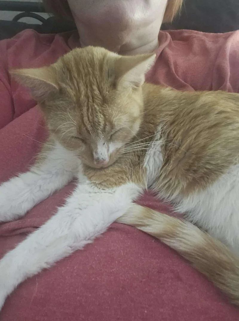 Butterscotch thumbnail 2