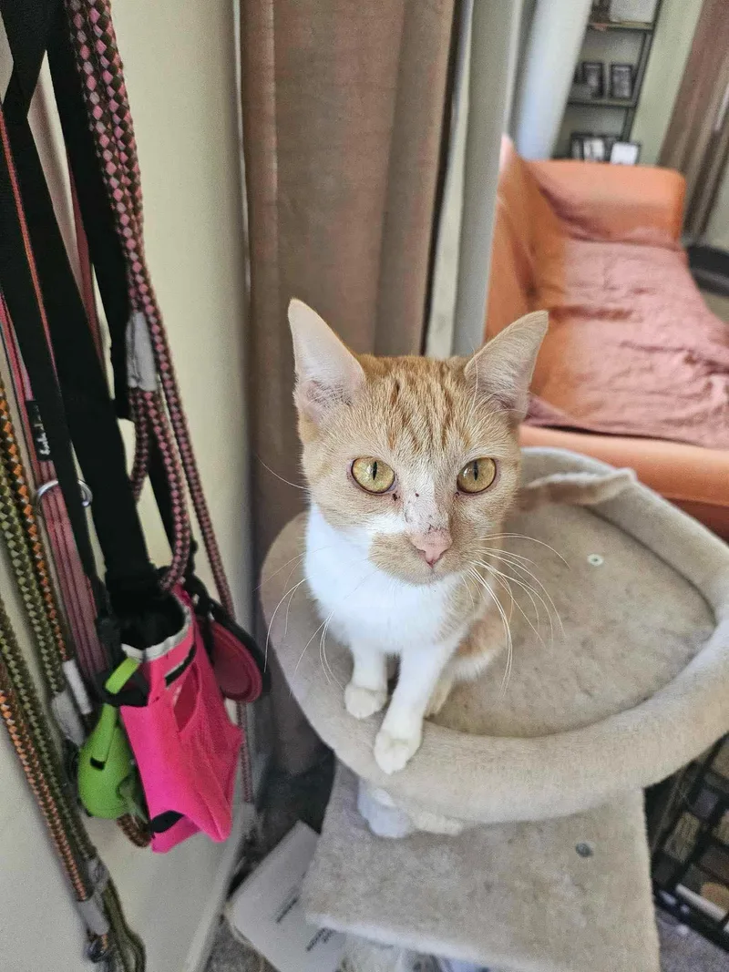 Butterscotch thumbnail 3