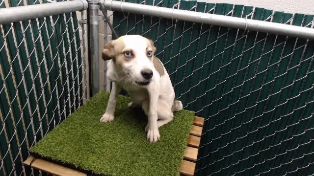 An adult medium-sized female Siberian Husky dog named Faye for adoption in Downey, CA