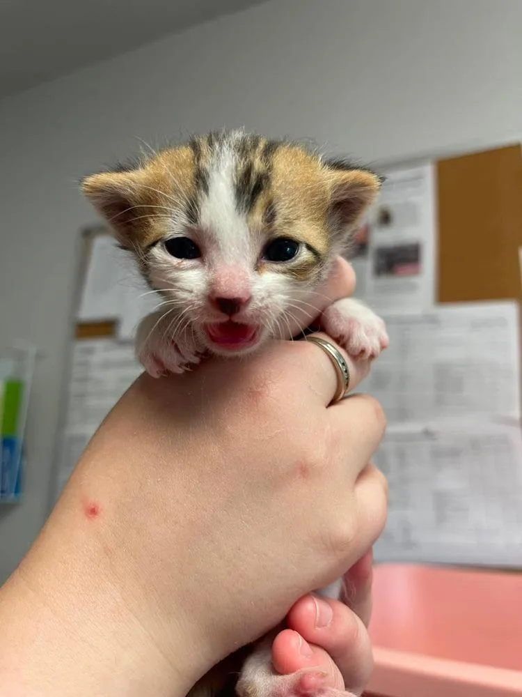 A baby medium-sized male Domestic Short Hair cat named Peter Pan for adoption in Bolivar, MO