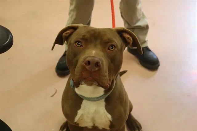 A young large-sized male Mixed Breed dog named Turbo for adoption in Columbia, SC