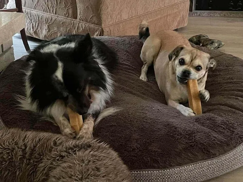 An adult small-sized female Pug dog named Sadie for adoption in Eagle, ID